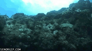 D7LZtiH.gif