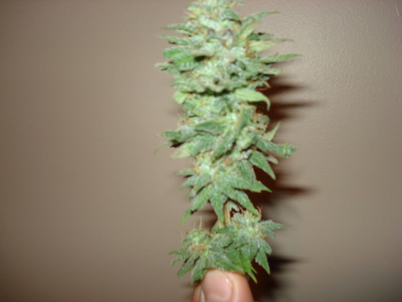 chron036.jpg
