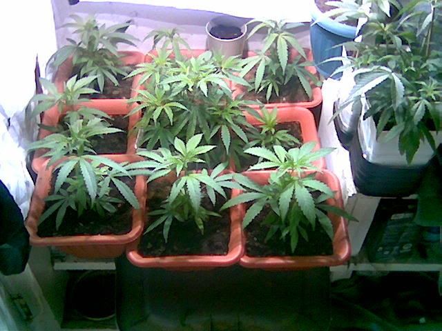 Image0003.jpg