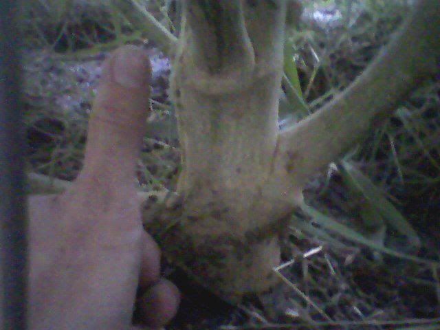 trunk.jpg