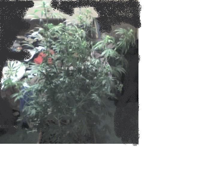 plant2-1.jpg