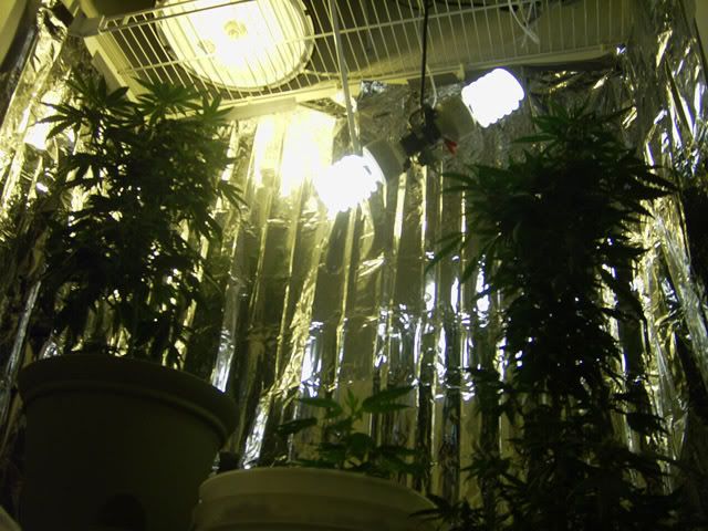 pic3-insideflowerroom1.jpg