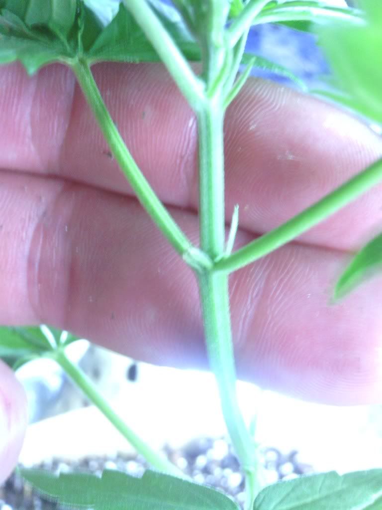 IMG_20120629_104302.jpg