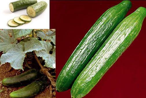cucumber-cucumis-veg-vegetable-irel.jpg