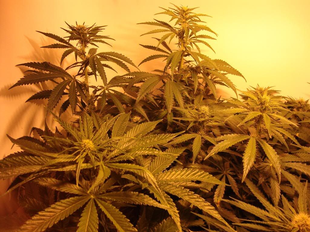 veg010.jpg