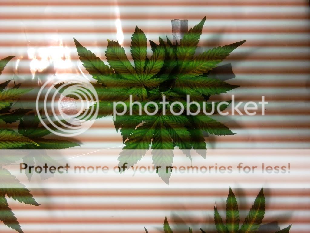 Plant1-1.jpg