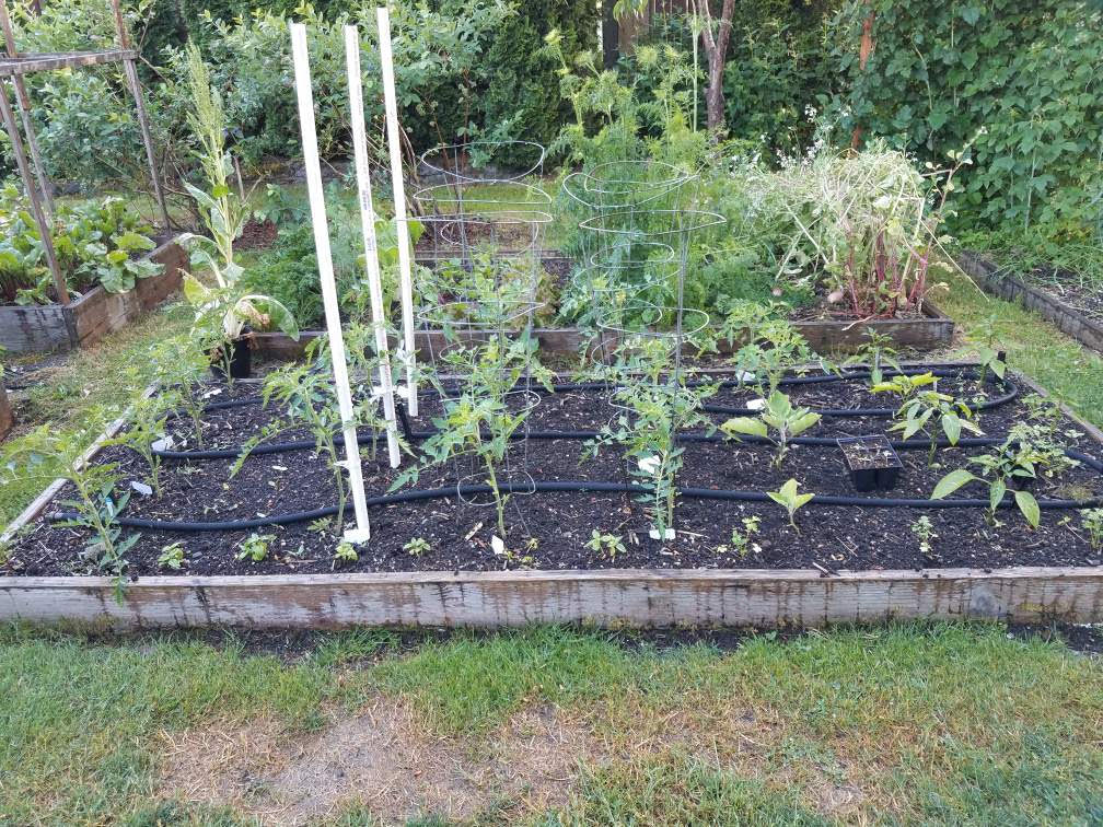 06072021tomatoes.jpg