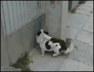 gif_04.gif