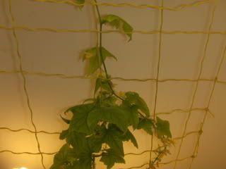 pics003-1.jpg