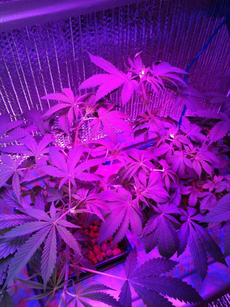 IMG_0511.jpg