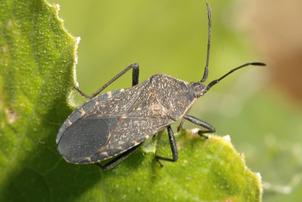 adult-squash-bug.jpg