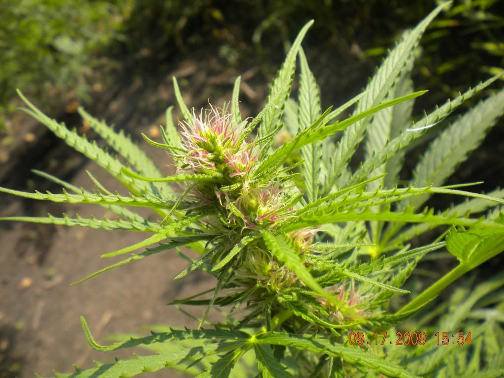 weed014.jpg