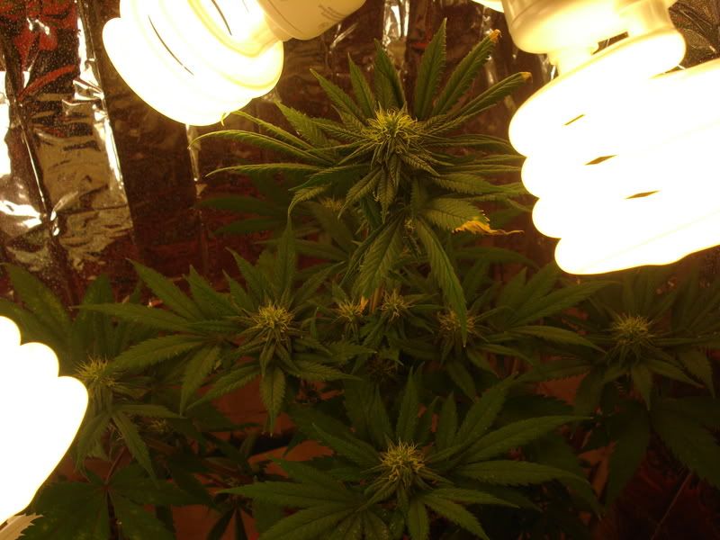 chron009.jpg