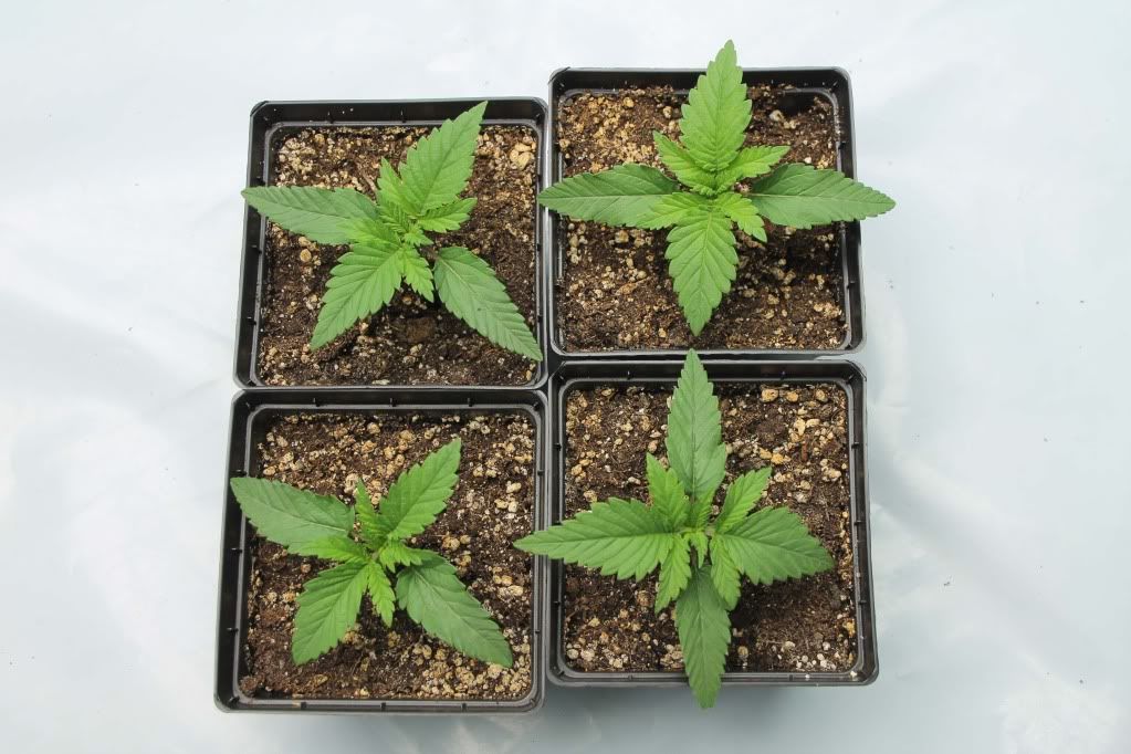seedling1.jpg