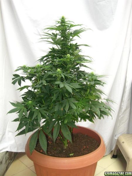 BB_CC_Grow_Update_Sep_13.jpg