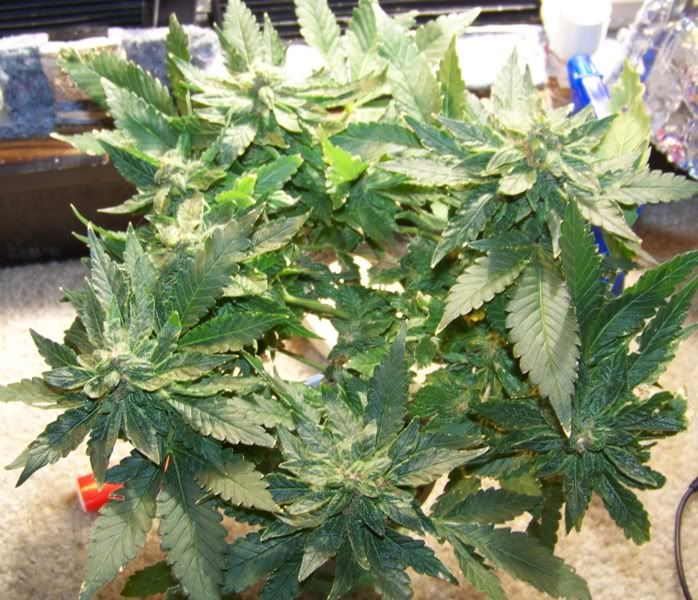 royalkush.jpg