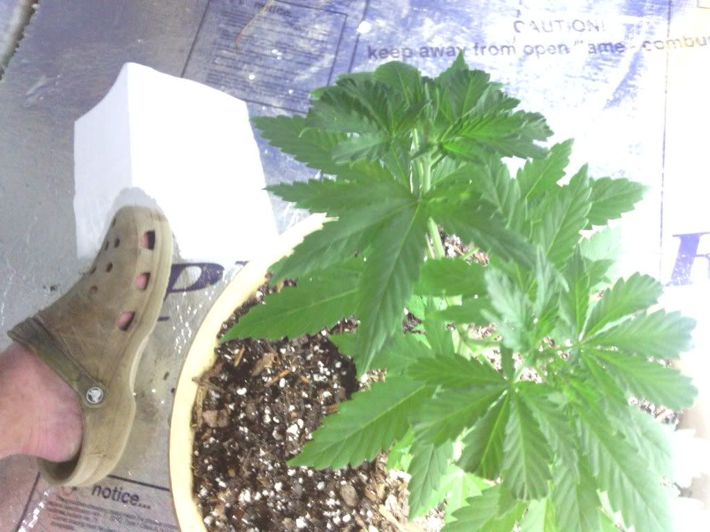 IMG_20120629_104418.jpg