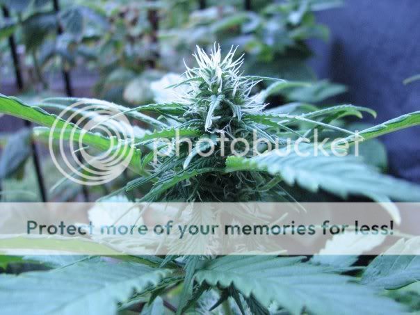 bud2.jpg