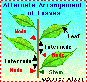Alternateleaves.GIF