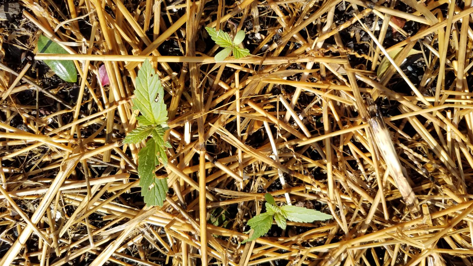bedseeds2.jpg