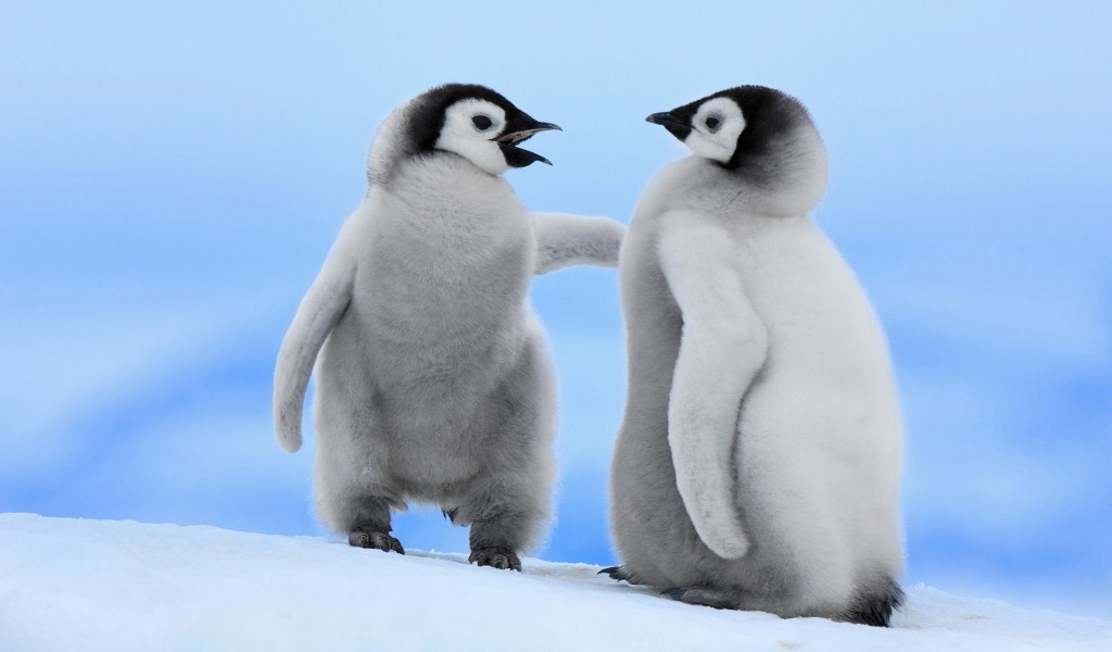penguin.jpg