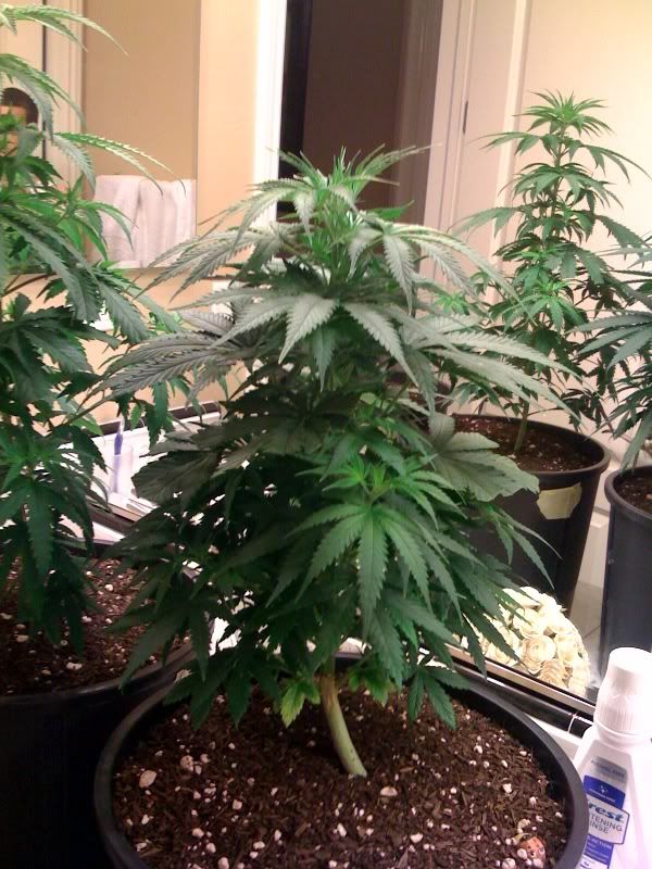 Plant1.jpg
