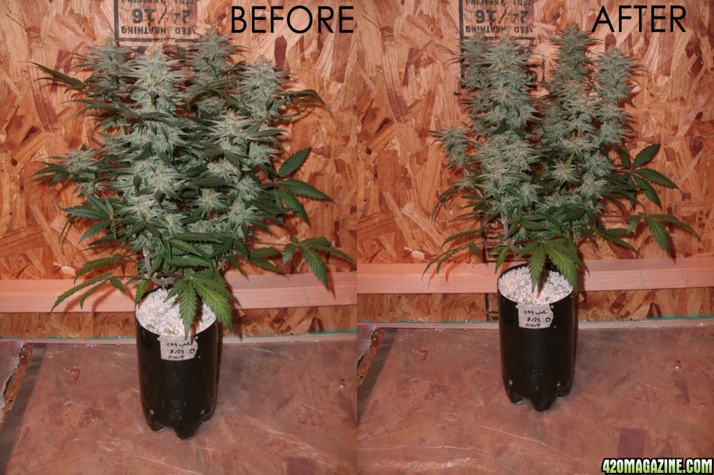 d87f45_NL99D_Defoliation.jpg