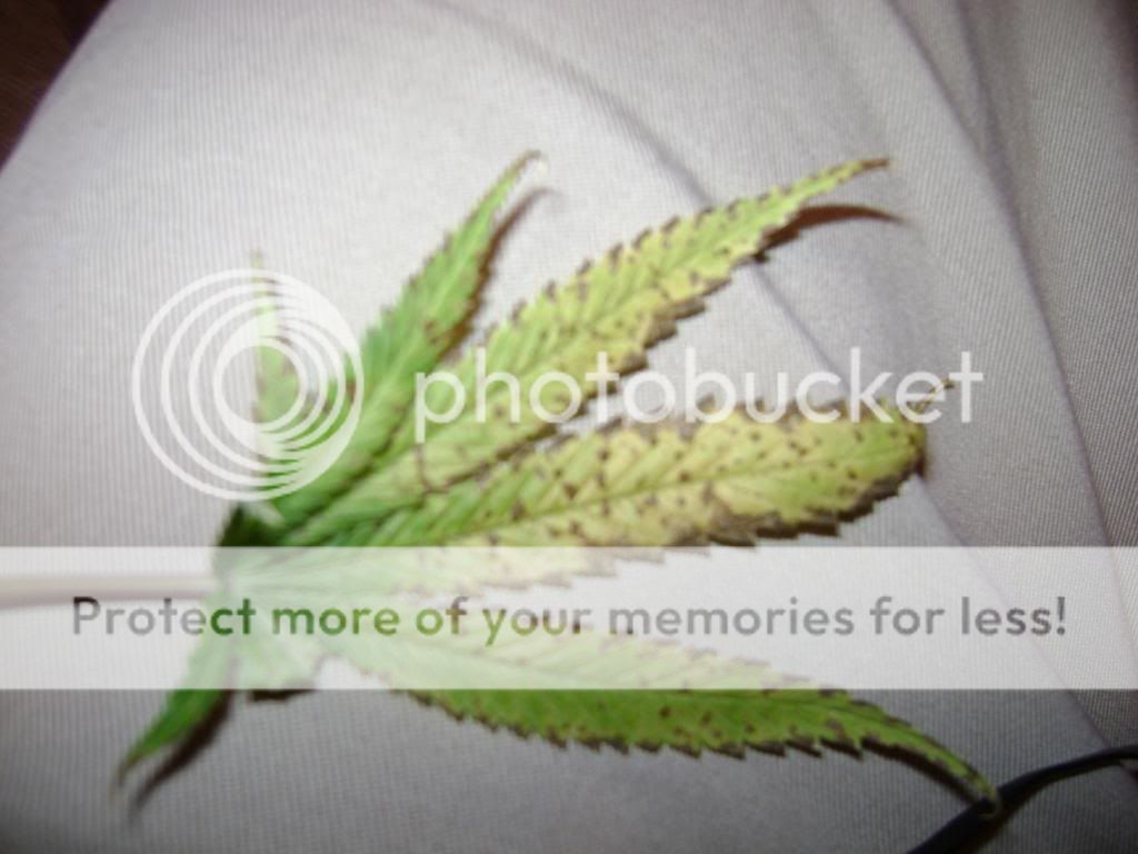 plantproblems076.jpg