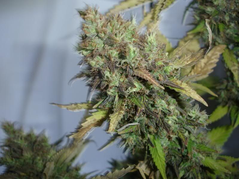 SCxNLPlant1002.jpg