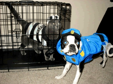 dog5.gif
