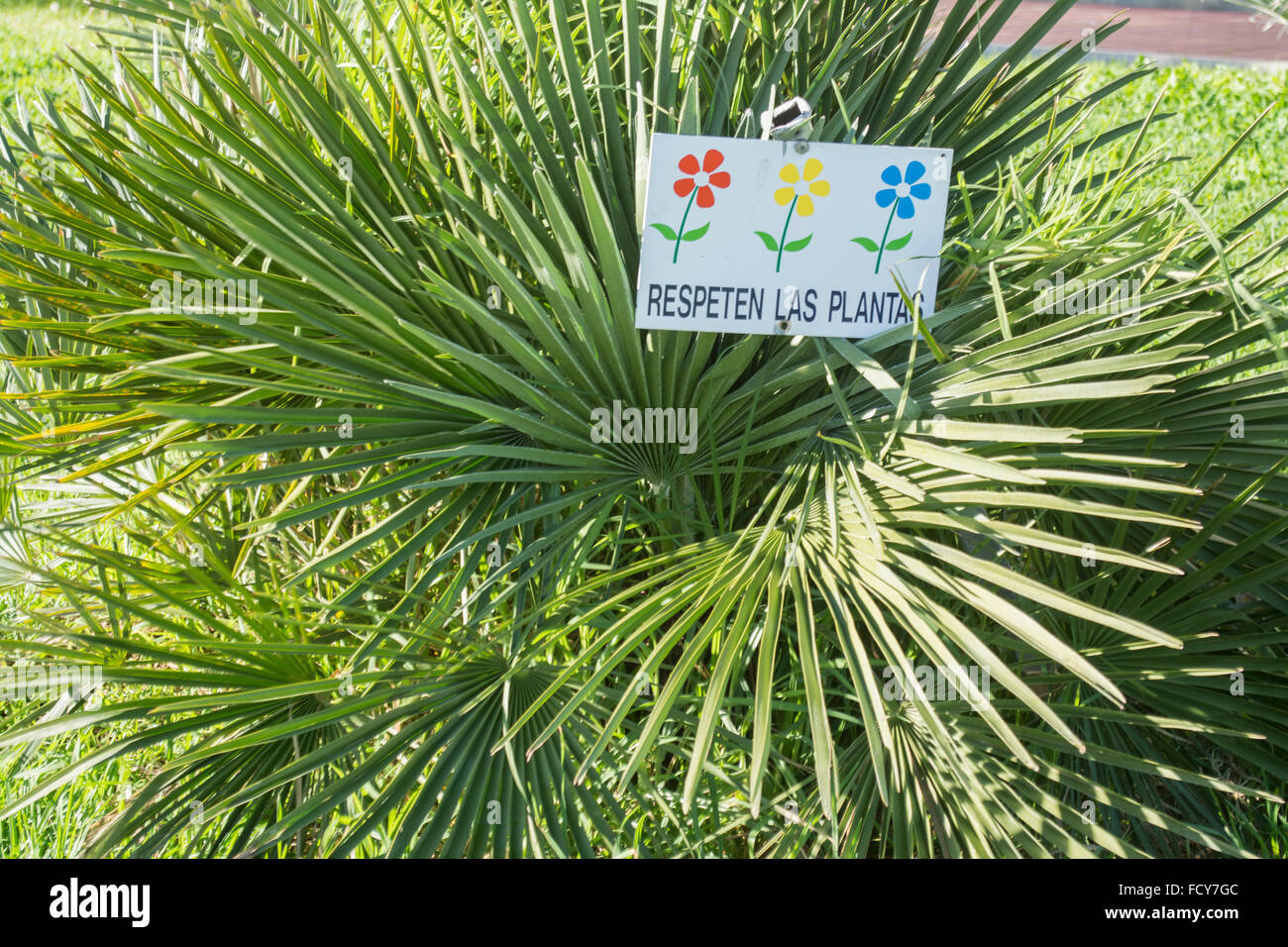 palm-tree-and-sign-to-respect-the-plants-FCY7GC.jpg