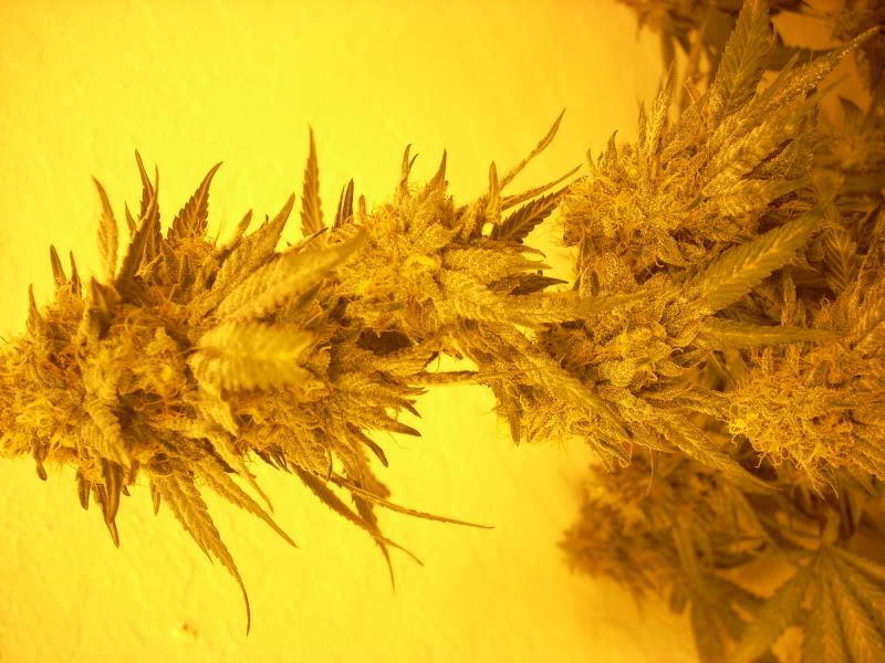 plantpics014.jpg