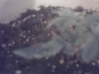 2DaysbeforeIstartflowering004.jpg