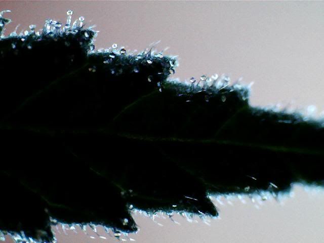 trich.jpg