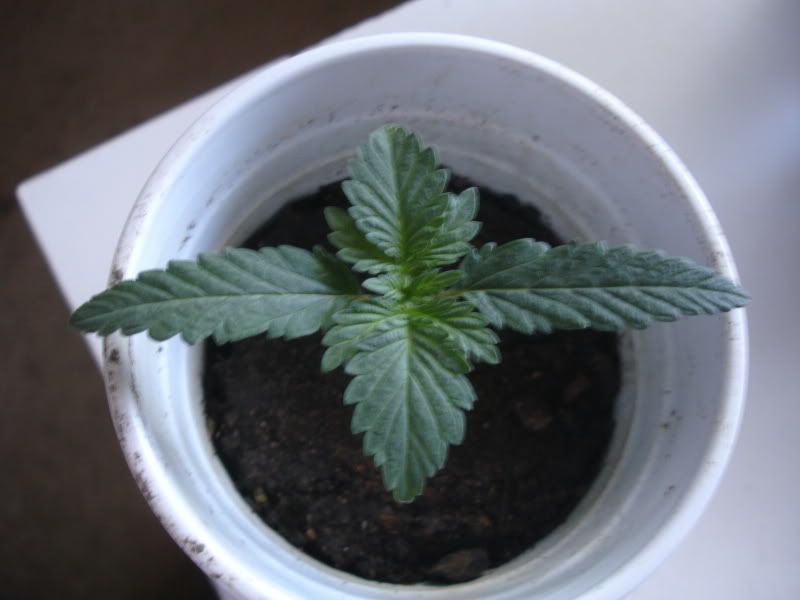 ncbsge004.jpg