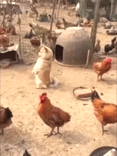 b653ff74b5a7c8d99a9e5ffb41601c56.gif