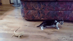 TsEpxEN.gif