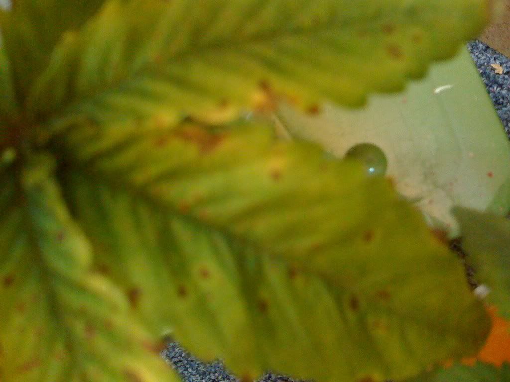 Picture001.jpg