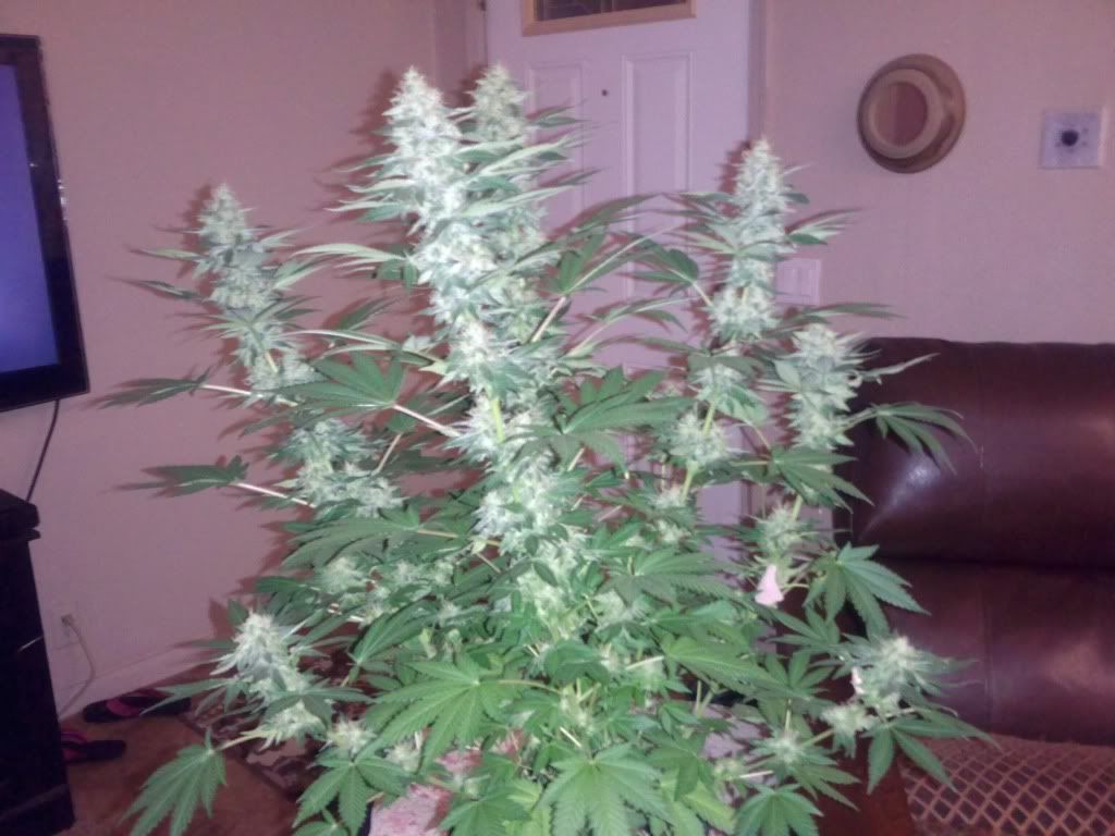 sage8weeksflower012.jpg