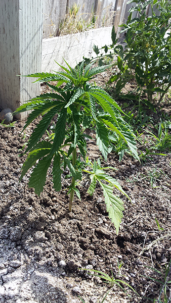 plant6.jpg