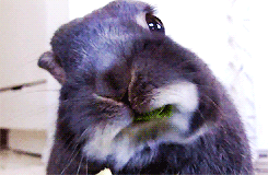 1SdUv3q.gif