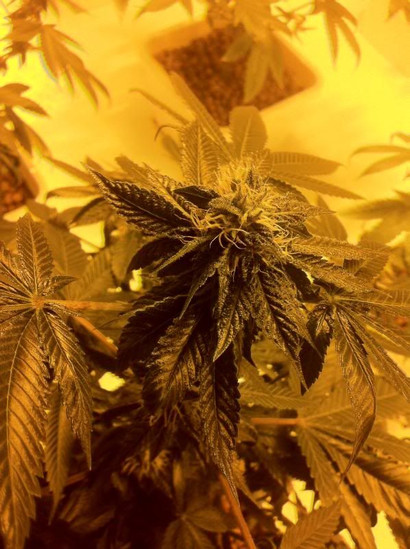 grow168.jpg