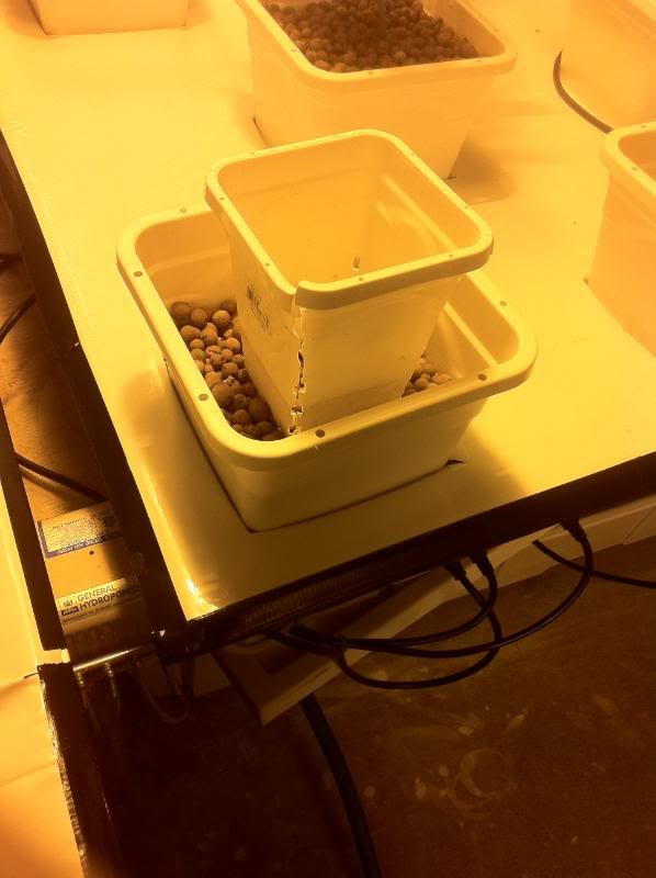 grow156.jpg
