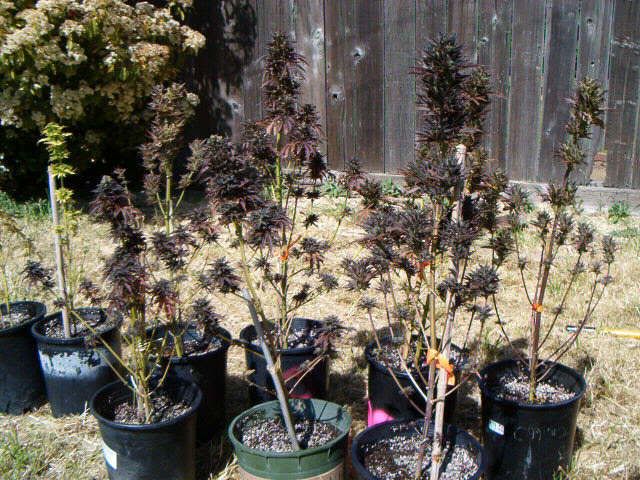 1073295-GrowOff109.jpg