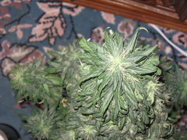 Picture004.jpg