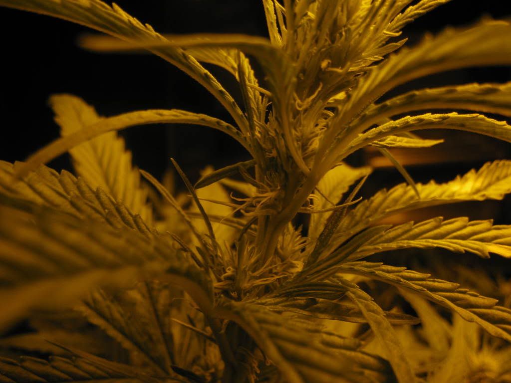 IMG_0162.jpg