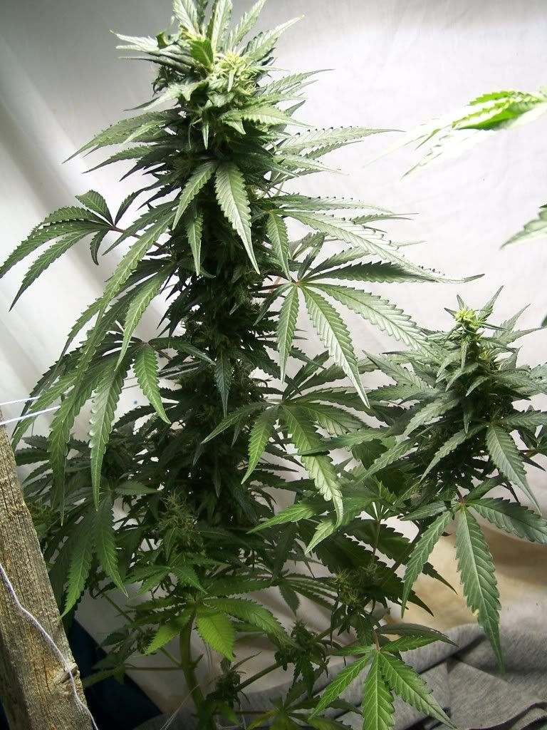 July6picsofcrop003.jpg