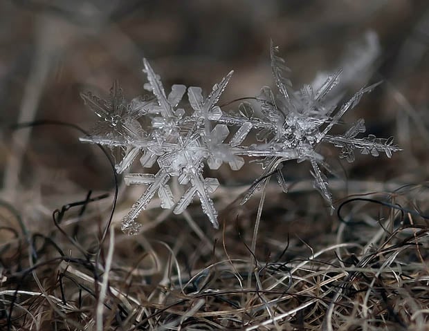 macrosnow-1.jpg