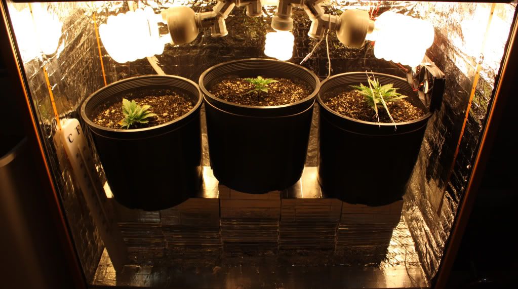 GrowBox51311.jpg