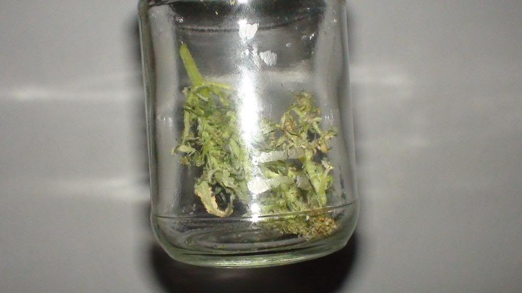 DSC00732.jpg